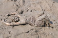 view details of set gm-4m008, In a gorgeous red formal gown, Miss Abigail has her first ever mudbath!